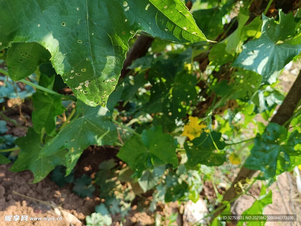 田间生长的翠绿植物