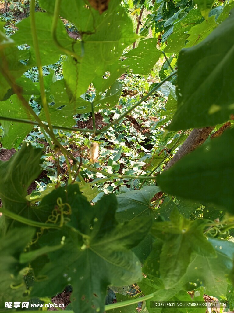 绿叶间的繁茂植物景象