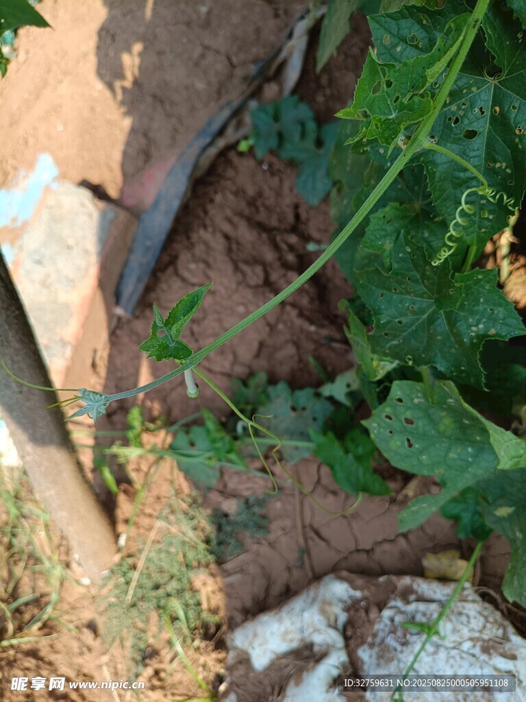 植物扎根于泥土中