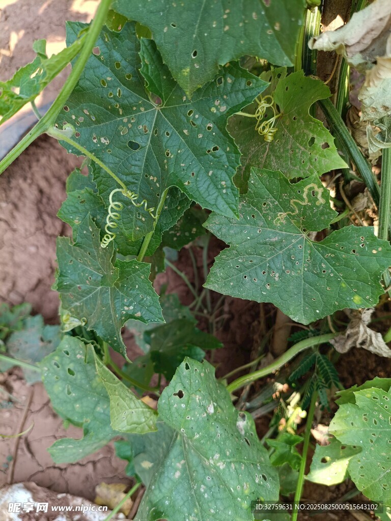 地面生长的翠绿植物