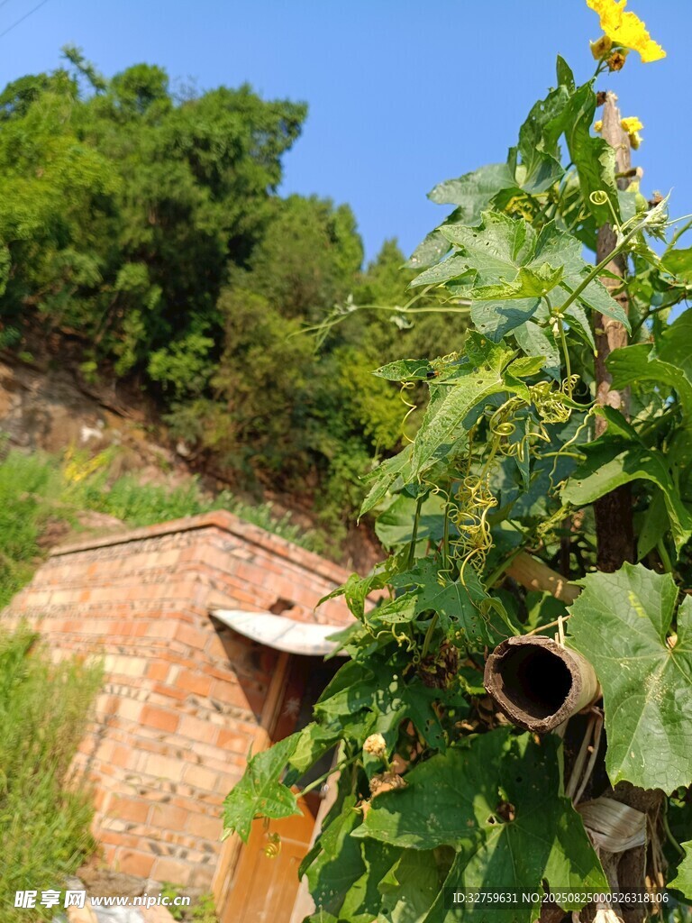 乡村小屋旁的绿植与蓝天