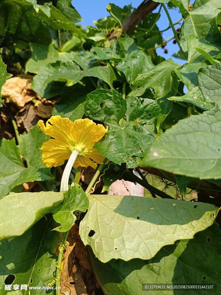 绽放的黄色南瓜花