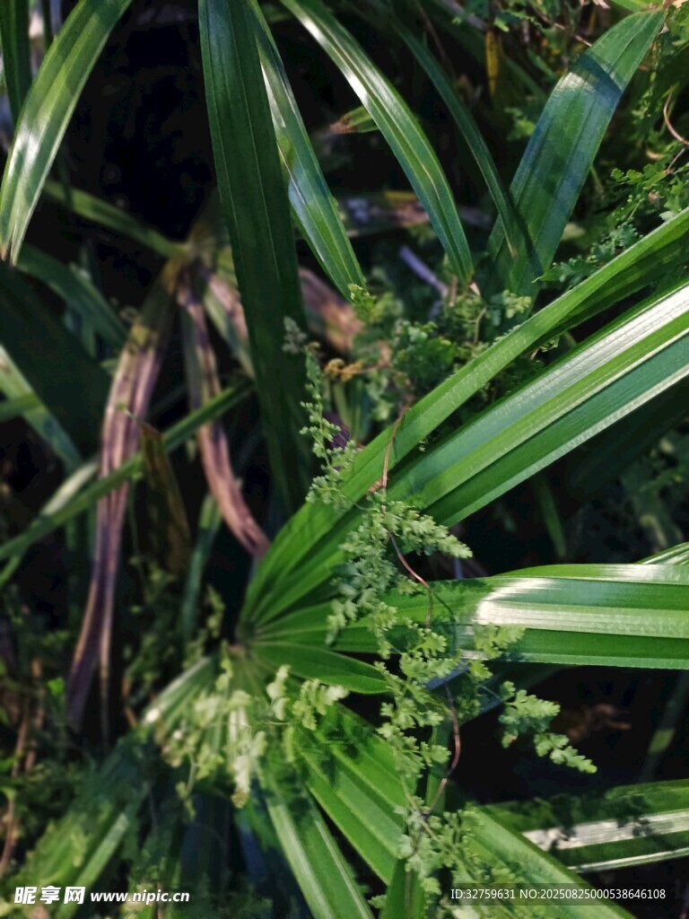 多样绿植特写