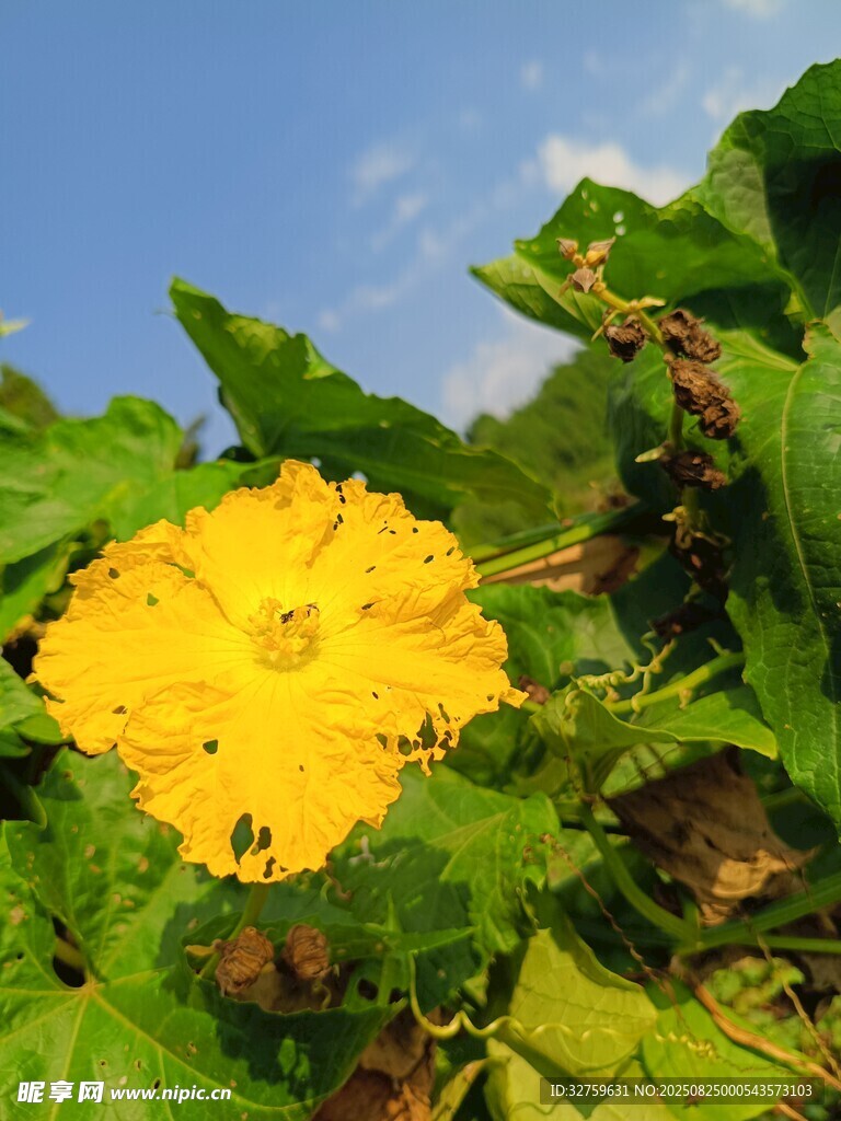 金黄灿烂的南瓜花