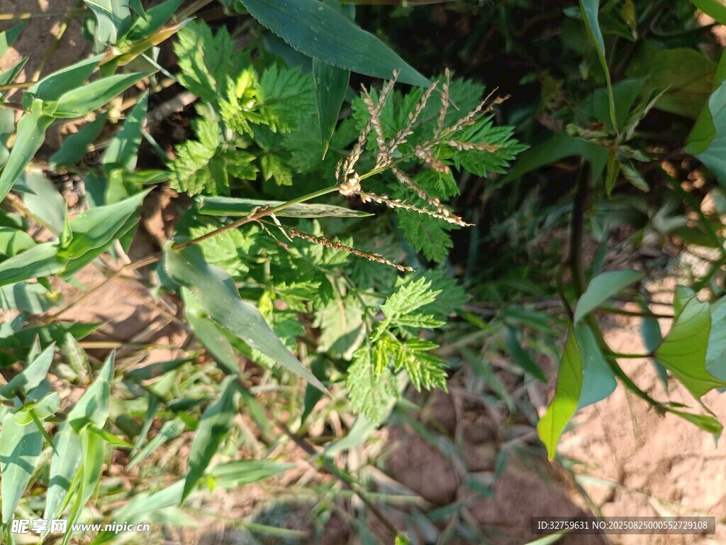 带刺的绿色植物