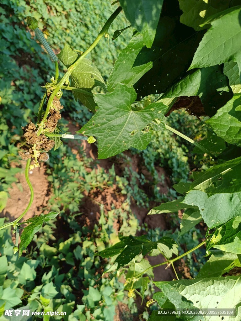 绿叶间的多彩植物景观