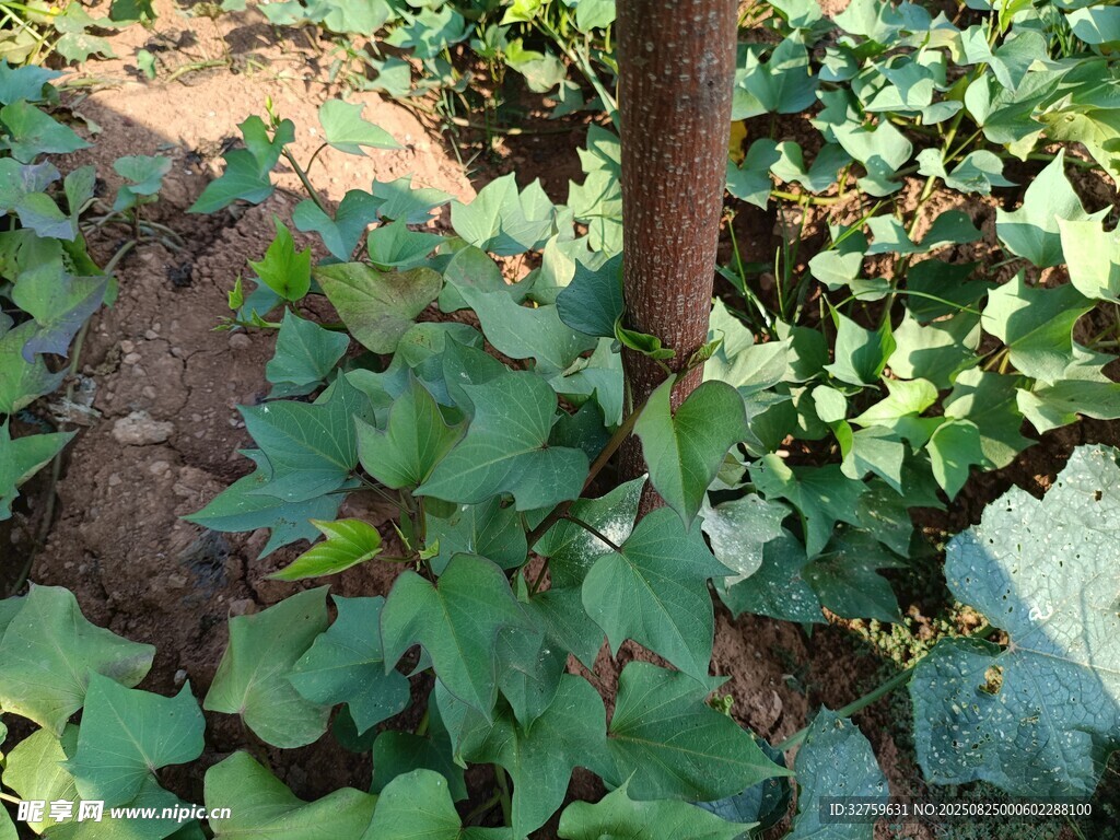 绿叶植物围绕的树干