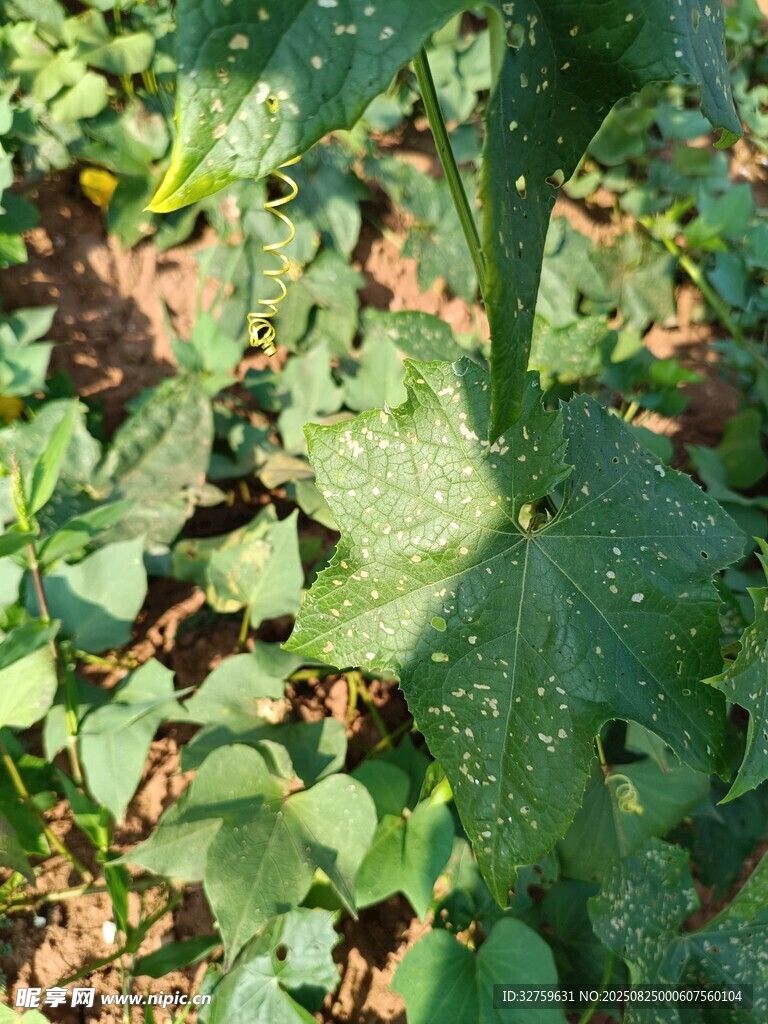 田间生长的绿色蔬菜植株