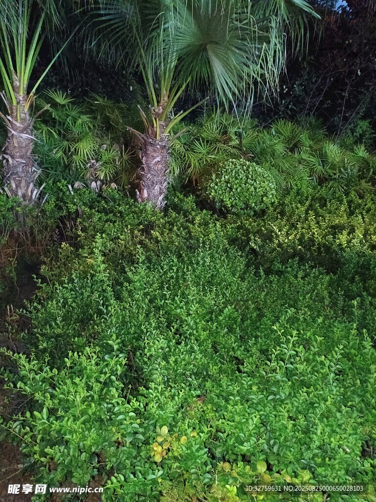 繁茂绿植景观