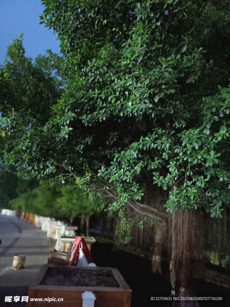 河畔绿树成荫的静谧景致