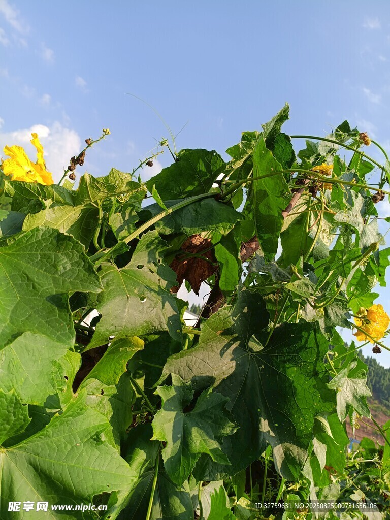 阳光下的向日葵植株