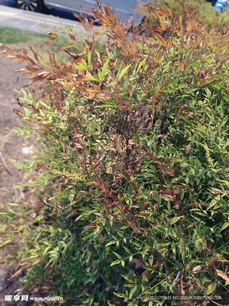 多彩枝叶的植物景观
