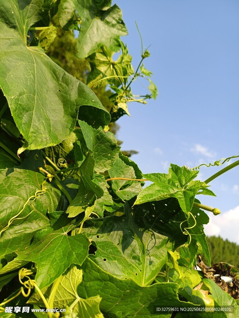 绿叶繁茂的植物景观