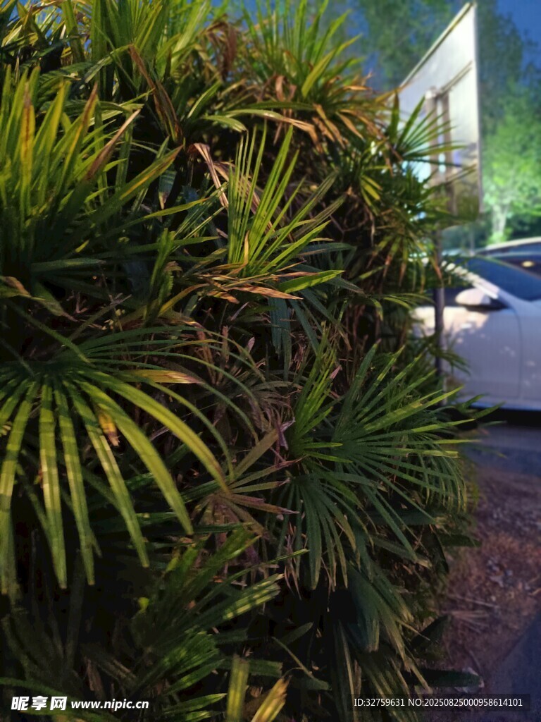 墙边翠绿繁茂的热带植物