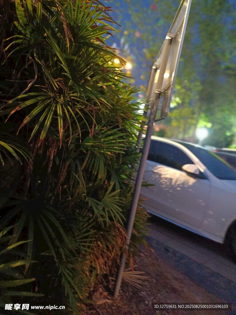 路边绿植旁的白色汽车