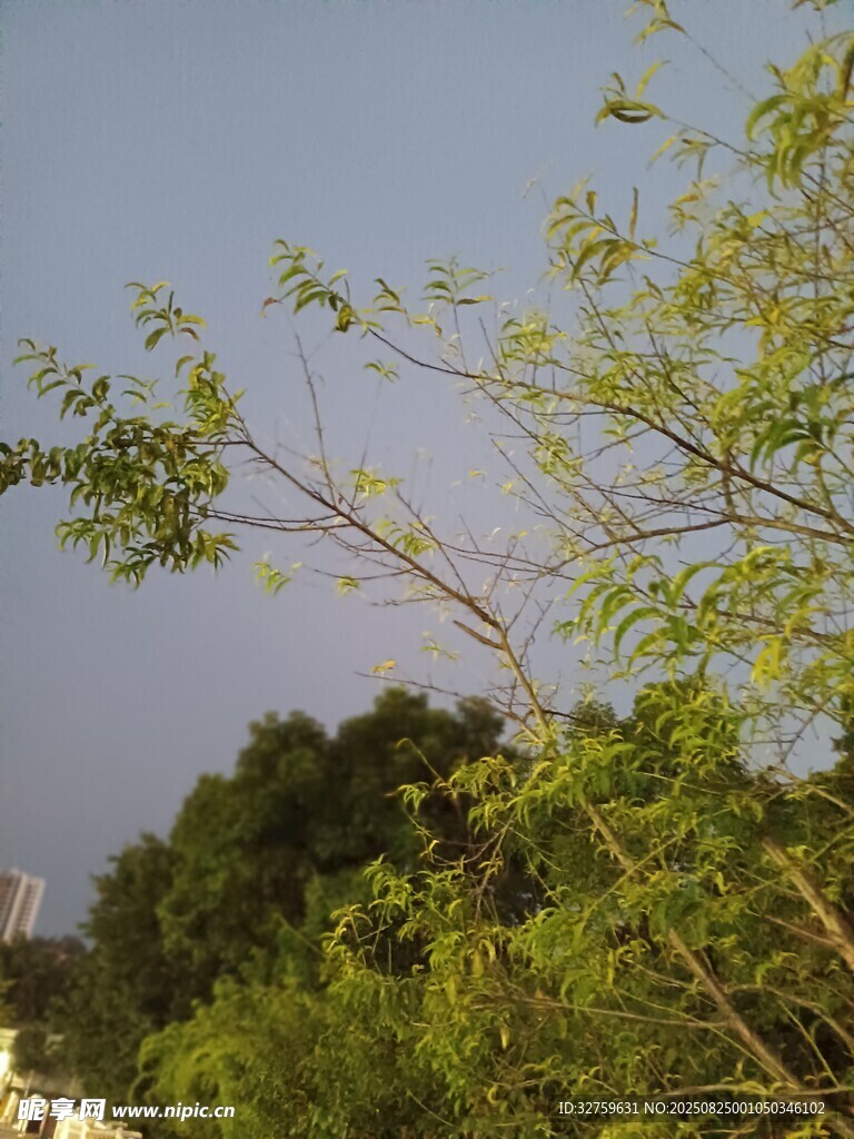 阳光下的繁茂树枝