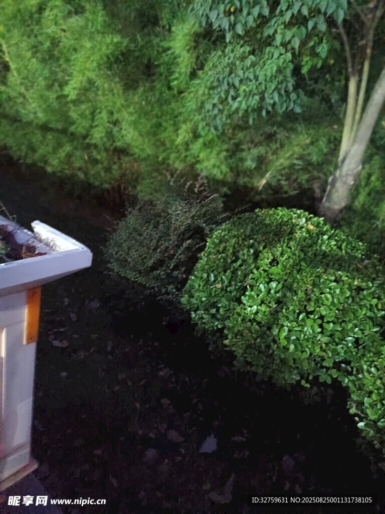 夜晚绿植景观