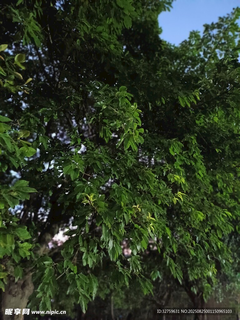 繁茂绿树间的自然景致