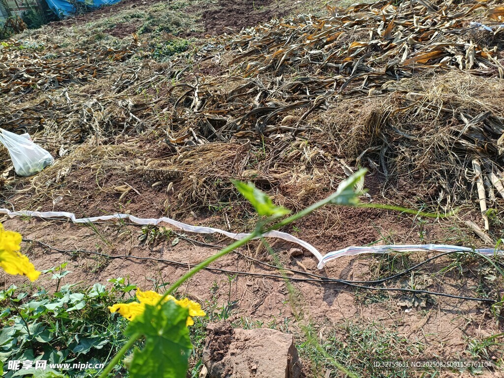 花园中蜿蜒的枯树枝