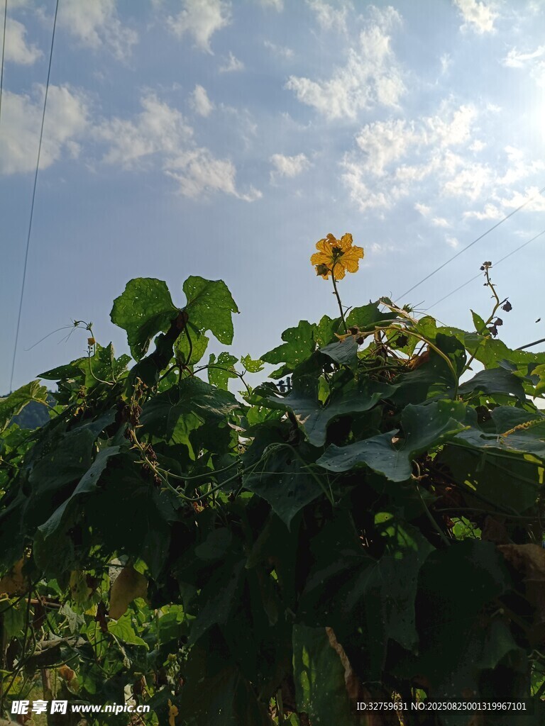 阳光下的向日葵