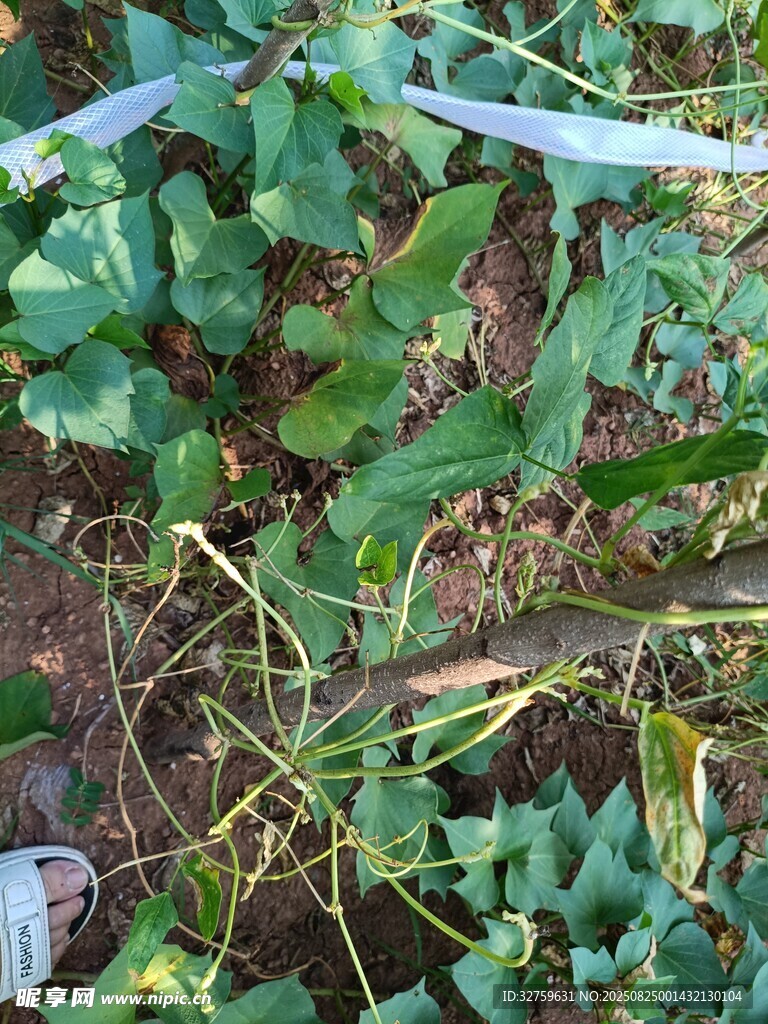 田间生长的绿色植物