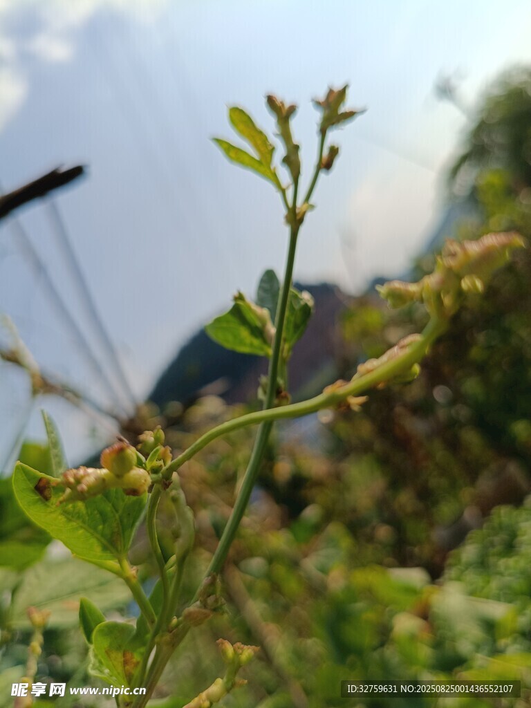 野外嫩绿植物生机景象