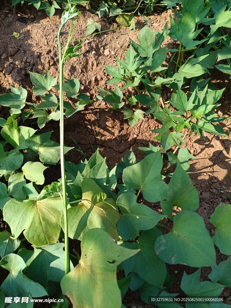 田间生长的嫩绿植物