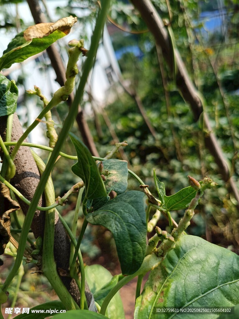 藤蔓植物特写