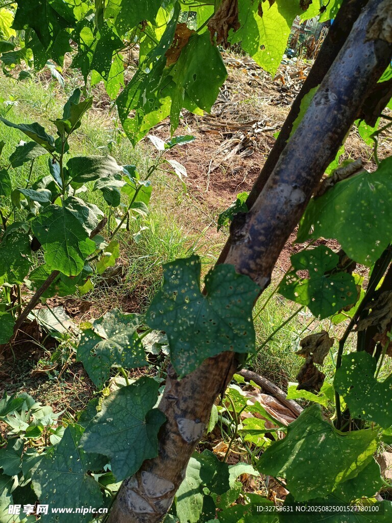 绿叶间的树干景象