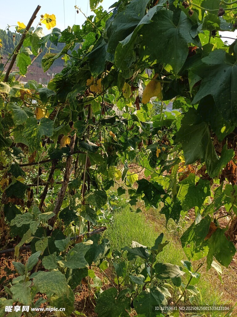 繁茂葡萄藤景观