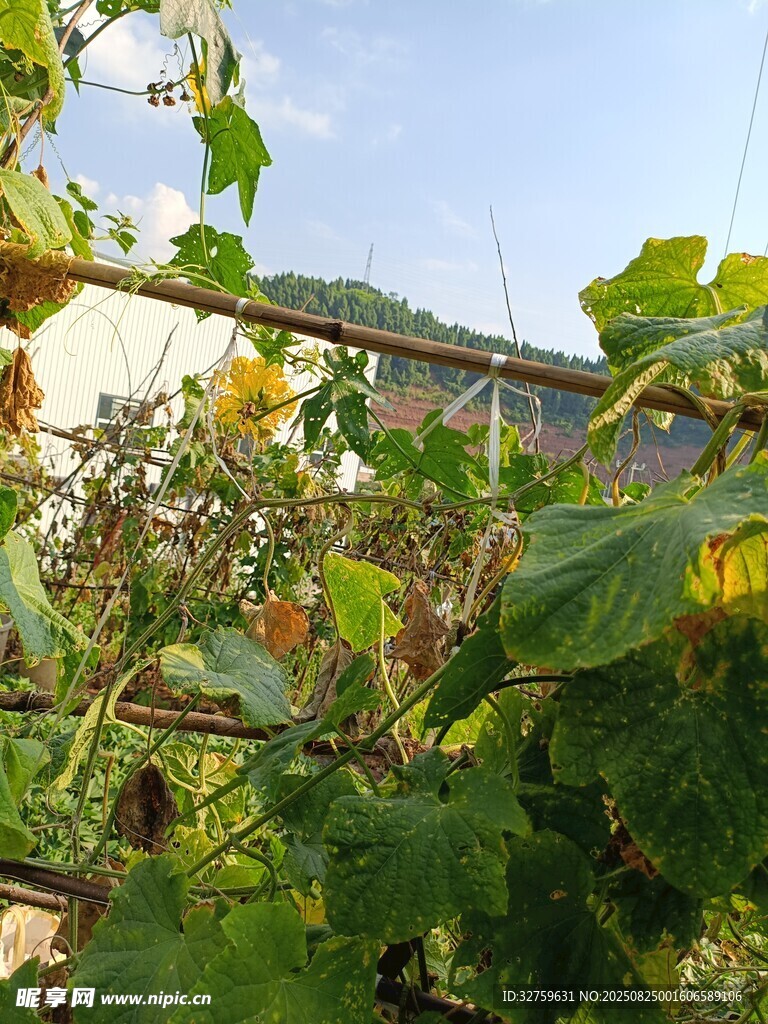 藤蔓植物生机盎然景象