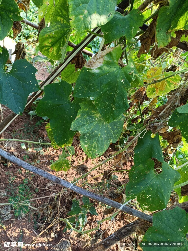 葡萄藤下的绿意盎然