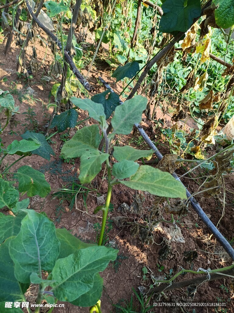 田间生长的嫩绿植物