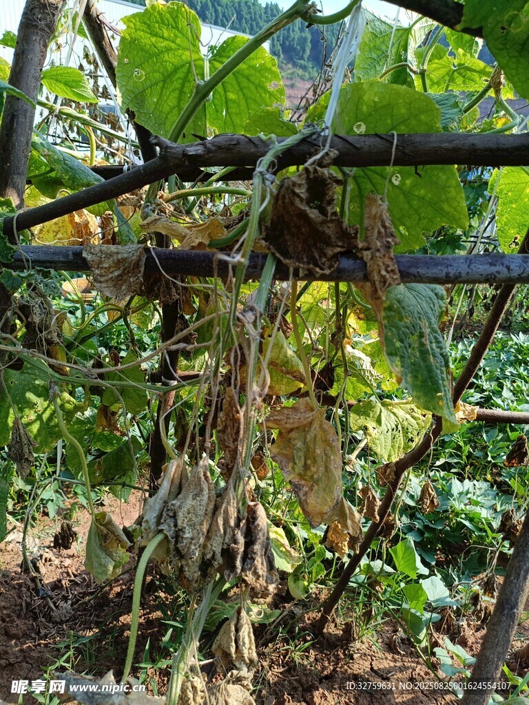 藤蔓植物缠绕支架景象