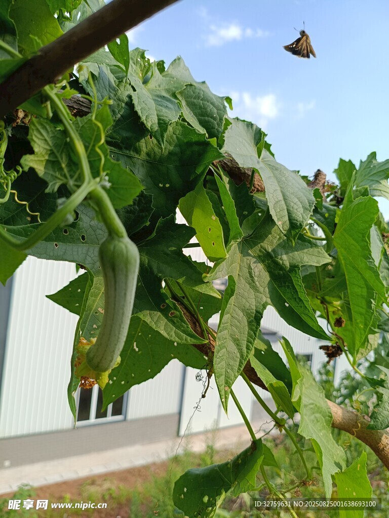 藤蔓上的丝瓜与飞舞蝴蝶