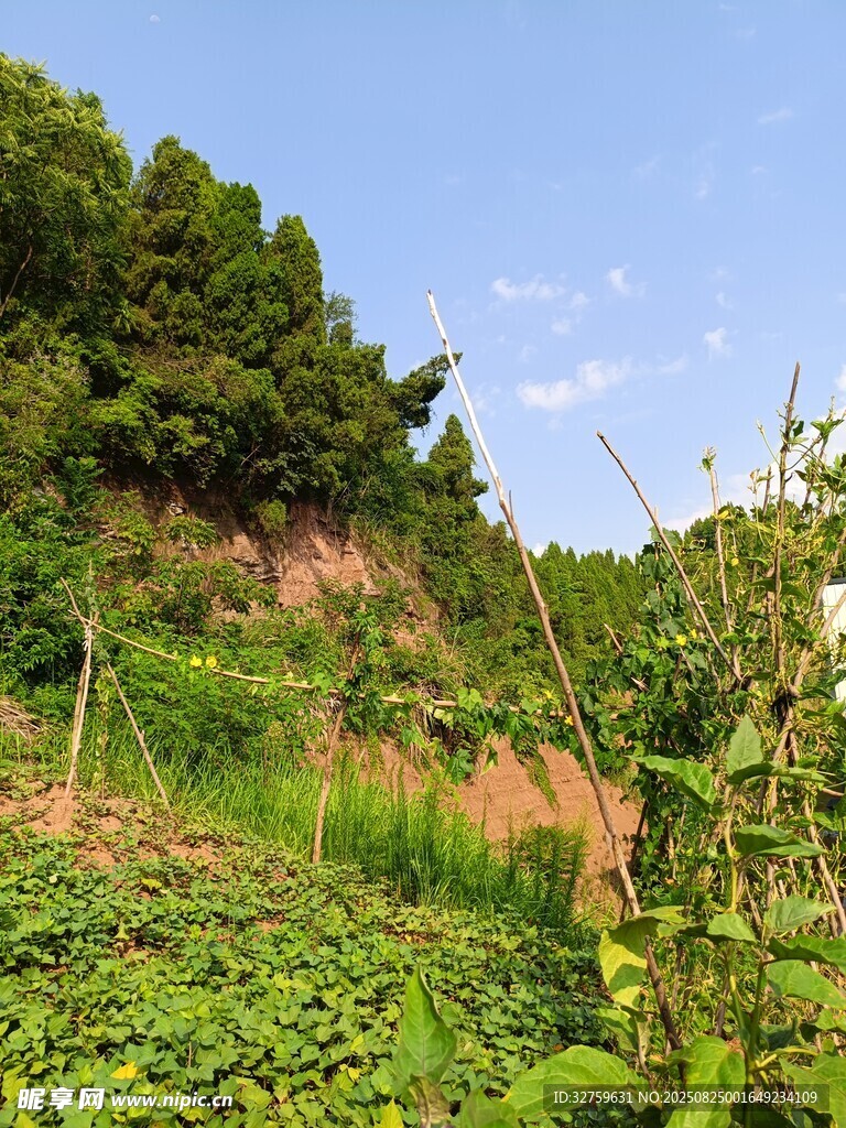 山坡绿植景观