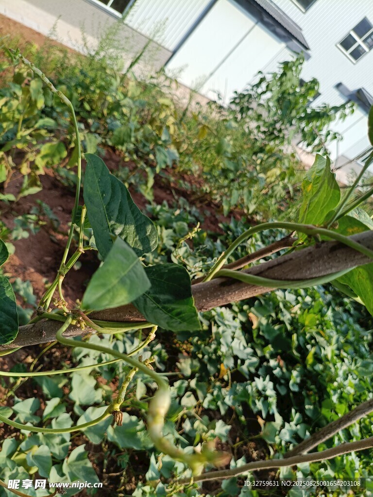 绿叶植物特写