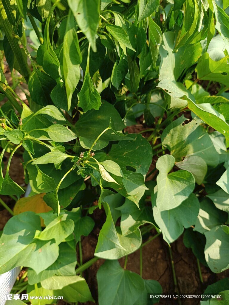 绿叶繁茂的绿色植物景观