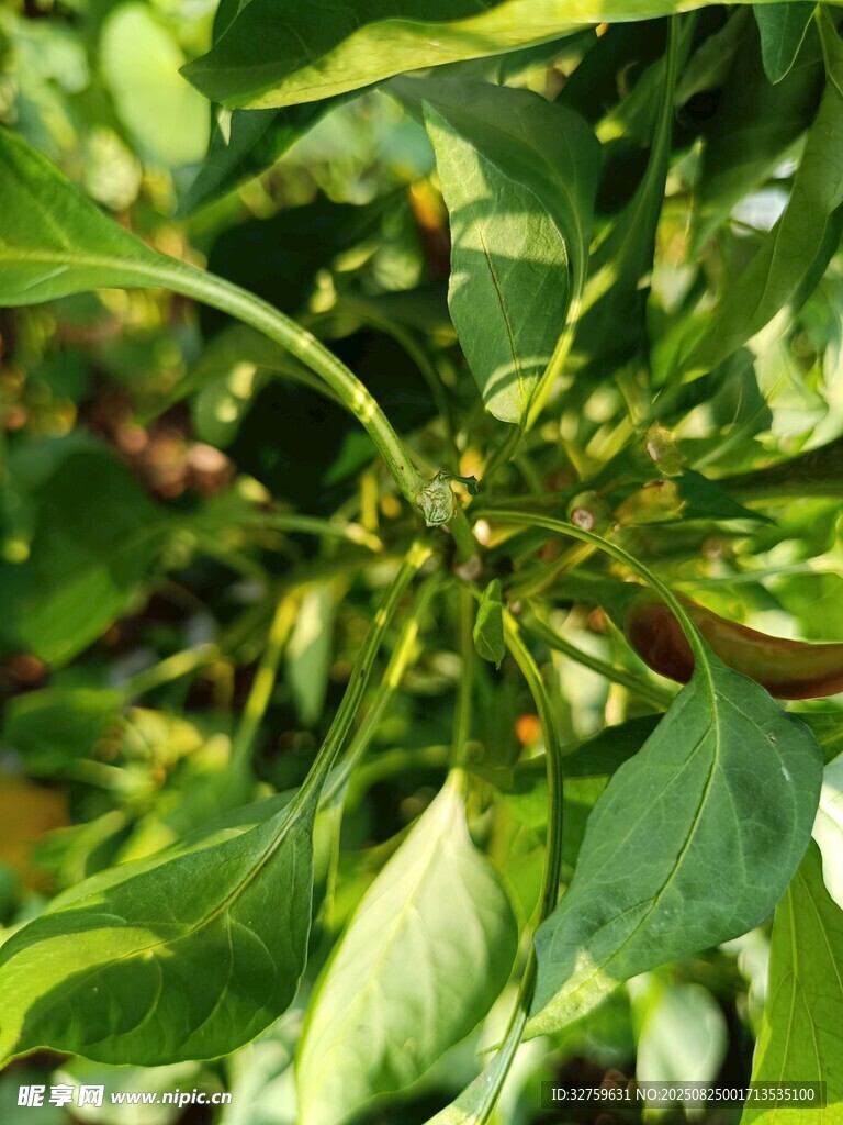翠绿繁茂的植物枝叶