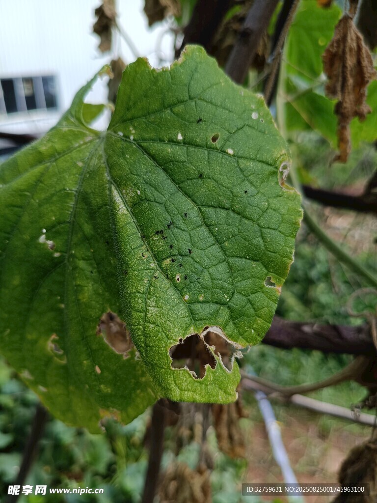 带虫洞的绿色植物叶片