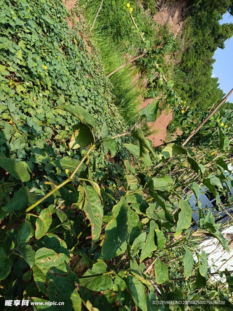 繁茂绿植覆盖的小径