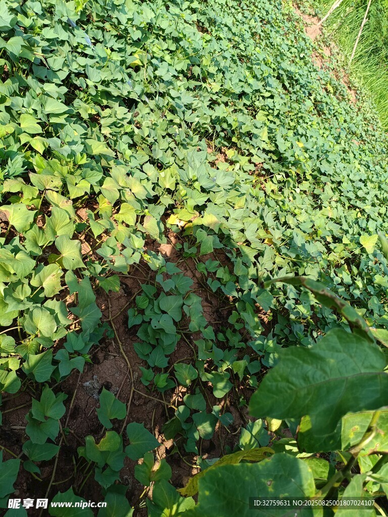 翠绿繁茂的爬藤植物景观