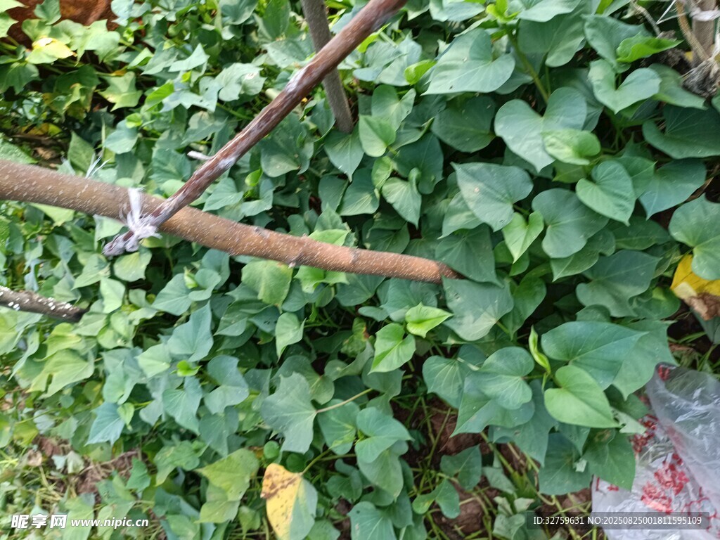 绿叶缠绕的植物枝干