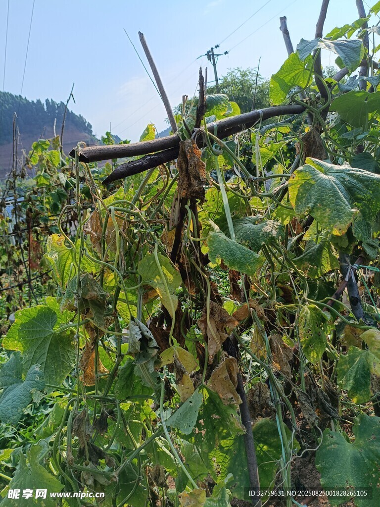 田园藤蔓植物景观