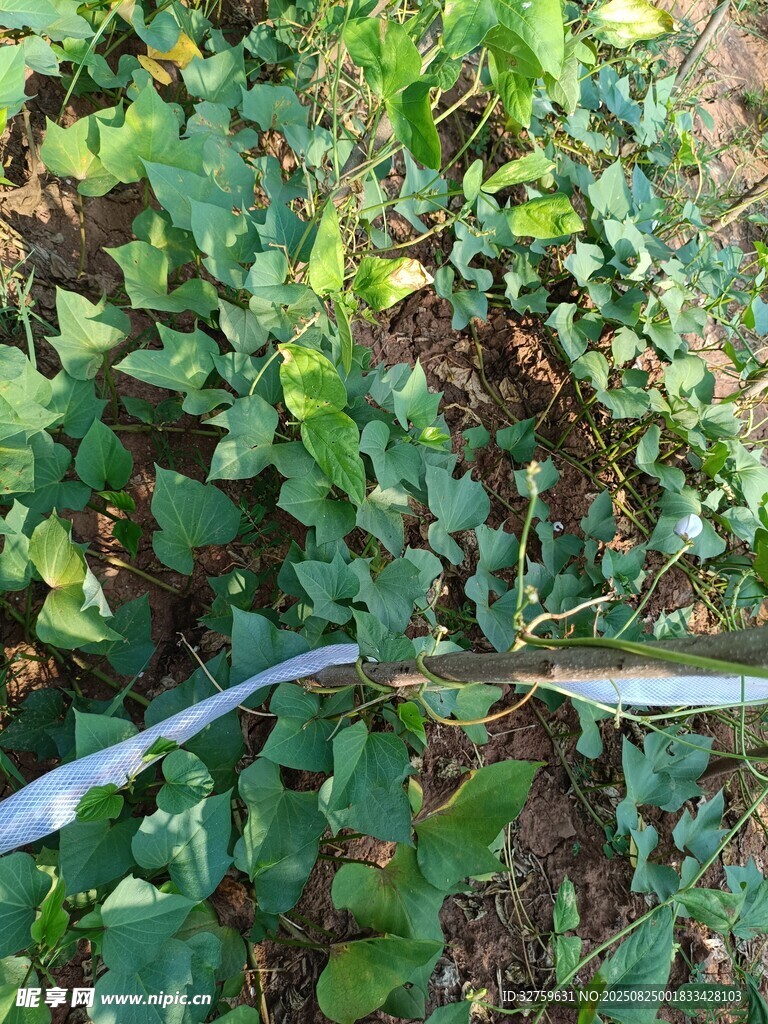 测量植物生长情况