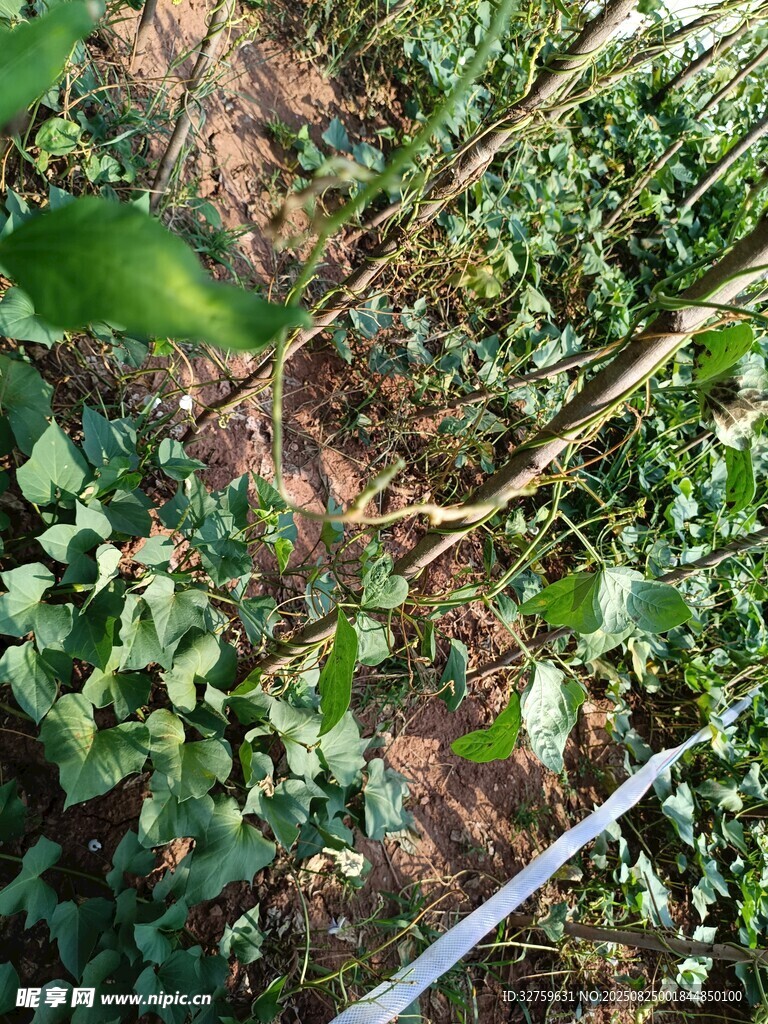 繁茂绿植 