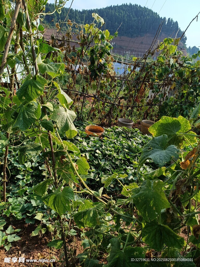 田园蔬菜种植景象