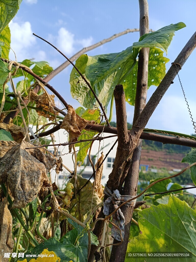 农田中的植物特写