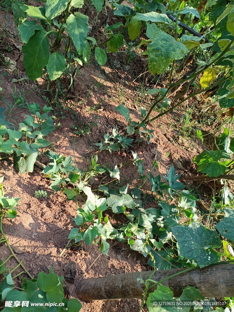 菜园中的翠绿蔬菜植株