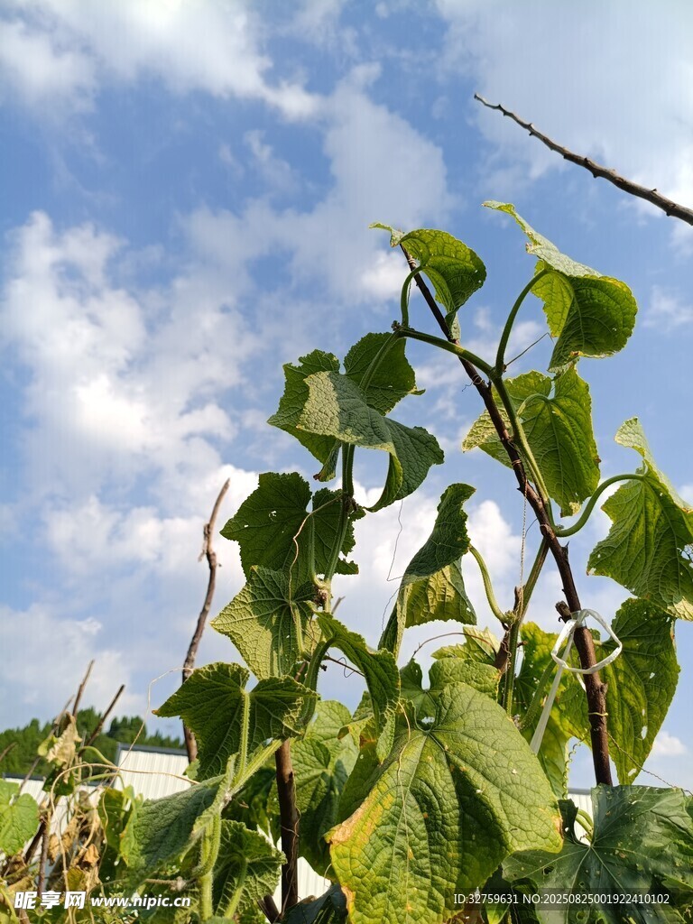 阳光下的翠绿植物枝叶